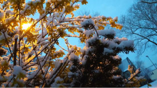 Snowy Trees